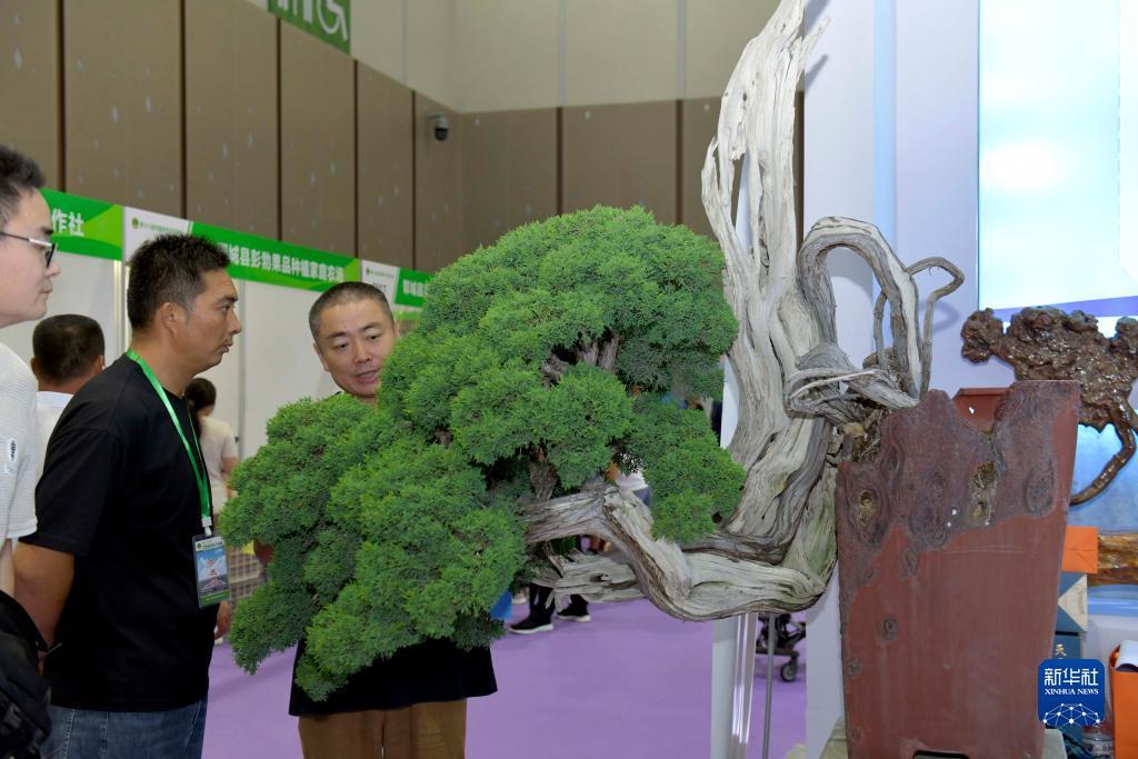 捕鱼达人游戏