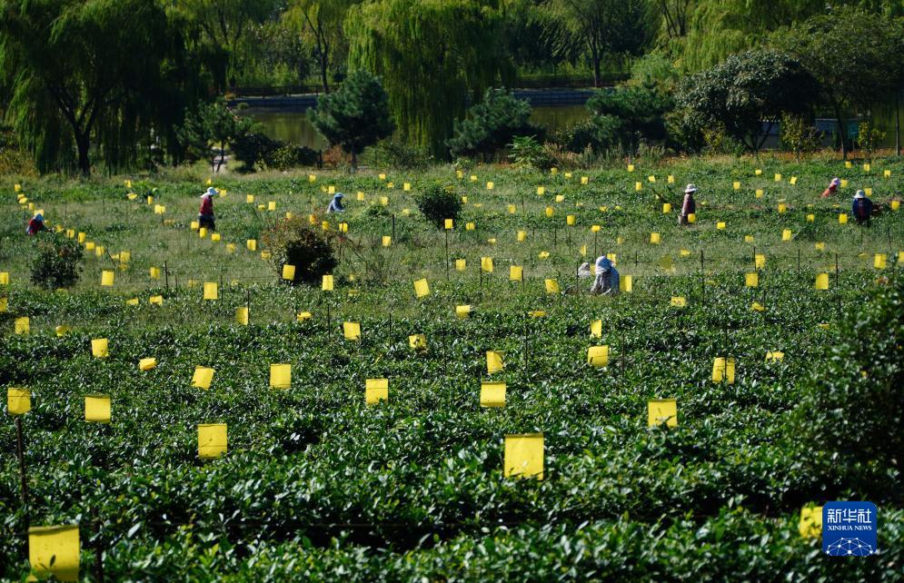 鑫胜娱乐怎么样